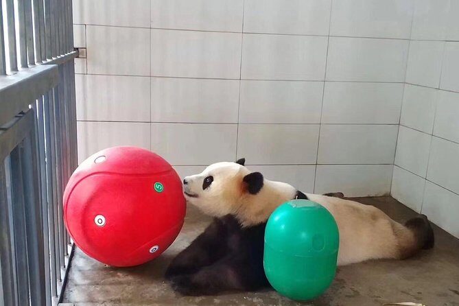 Ticket reservation for Chengdu Giant Panda Breeding Base - Ease and Convenience of Booking
