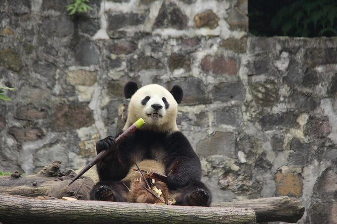 Ticket reservation for Chengdu Giant Panda Breeding Base - What’s Missing? Guided Tour and Shuttle Service