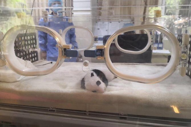 Ticket reservation for Chengdu Giant Panda Breeding Base - Value for Money