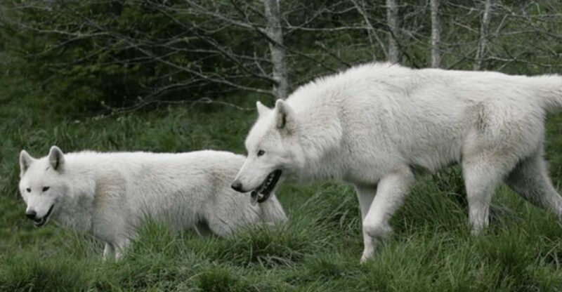 Tidewater: White Wolf Sanctuary Tour and Presentation - An In-Depth Look at the Tidewater White Wolf Sanctuary Tour