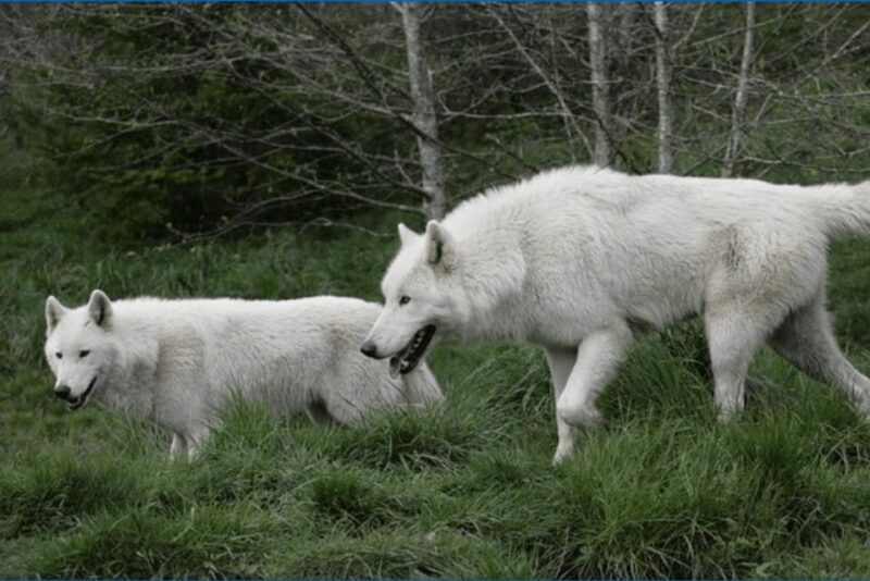 Tidewater: White Wolf Sanctuary Tour and Presentation - Authentic Experiences Based on Real Feedback