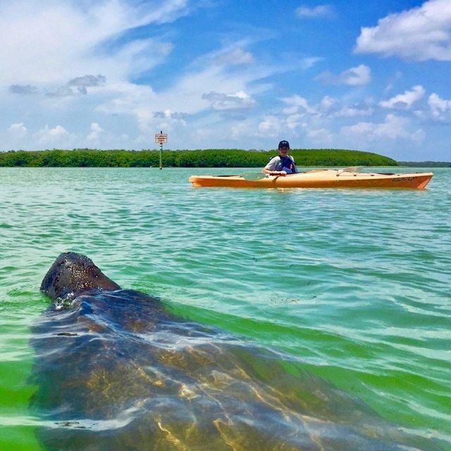 Tierra Verde FL: Coastal Kayaking Tour in Shell Key - Real Experiences and Honest Insights
