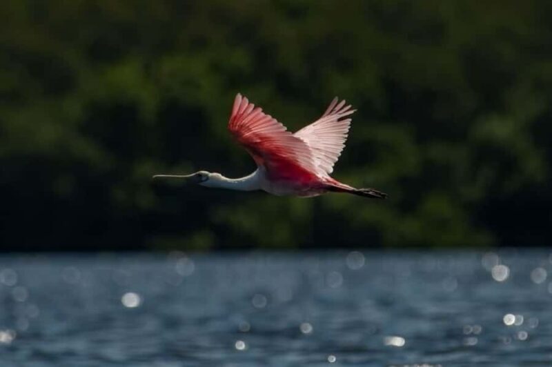 Tierra Verde: Kayak Tour at Shell Key with Capt Yak - Who Will Enjoy This Tour Most?