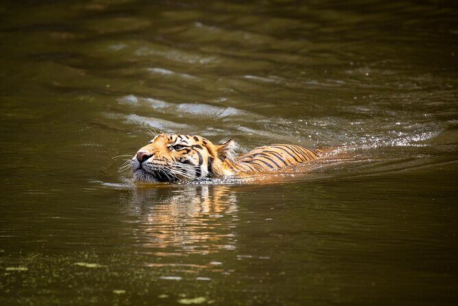 Tiger Experience at Melbourne Zoo - excl. entry - Pricing and Overall Value