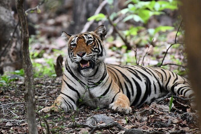 Tiger Safari In Ranthambore Day Trip - Exploring the Ranthambore Tiger Safari Day Trip