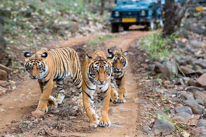 Tiger Safari Tour - Who Should Consider This Tour?