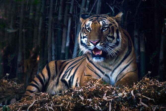 Tiger, Temple & Taj - Key Points