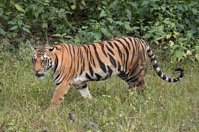 Tiger, Temple & Taj - A Detailed Look at the "Tiger, Temple & Taj" Tour
