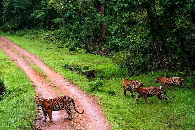 Tiger, Temple & Taj - FAQs