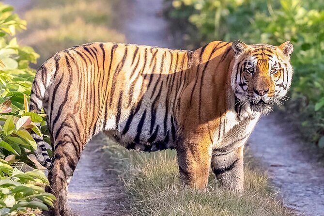 Tiger Tracking Nepal (Chitwan National Park) - Day 1: Arrival and Introduction to Chitwan