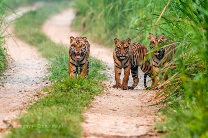 Tiger Tracking Nepal (Chitwan National Park) - Day 3: More Wildlife and River Serenity