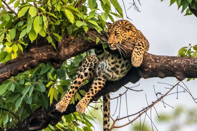 Tiger Tracking Nepal (Chitwan National Park) - Day 5: Departure