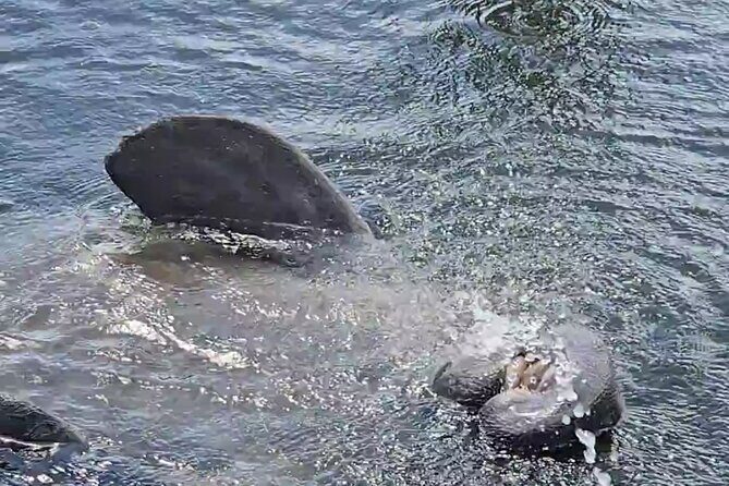 Tiki Pub Amazing Dolphin Eco Adventure - Summary and Who Will Love This Tour