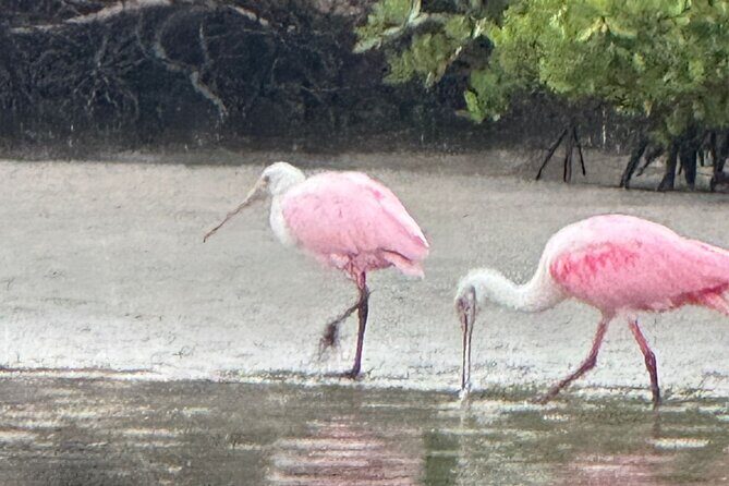 Tiki Pub Amazing Dolphin Eco Adventure - Frequently Asked Questions