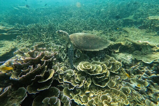 Tioman Coral Island Snorkeling & Island Hopping Tour - The Itinerary in Detail: What You Can Expect