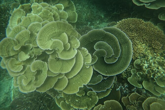 Tioman Coral Island Snorkeling & Island Hopping Tour - Who This Tour Suits Best