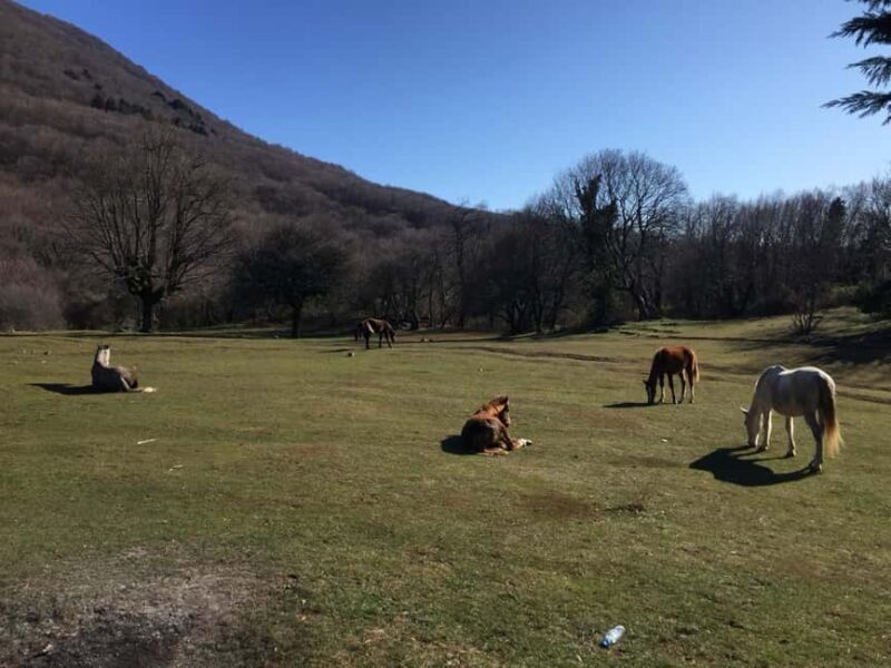 Tirana: Dajti National Park and Tujani Peak Hiking Tour - Key Points