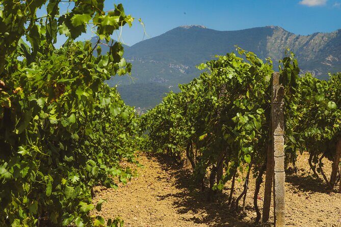 Tirana Lundra Winery Guided Tour with Wine Tasting - FAQ: Your Questions About the Lundra Winery Guided Tour