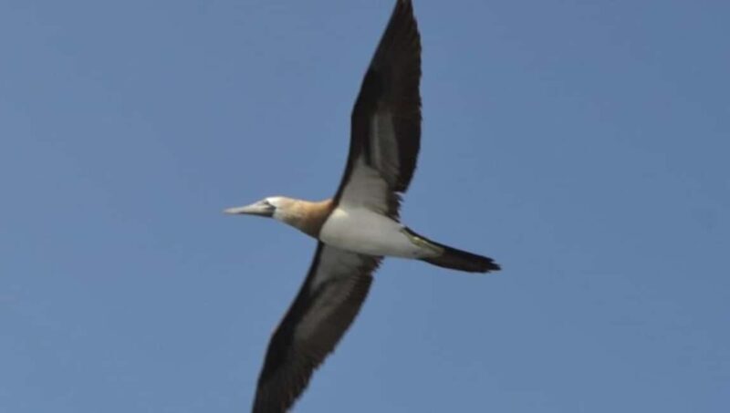 Title: Puerto Vallarta: Marietas Island Adventure - A Close Look at the Experience