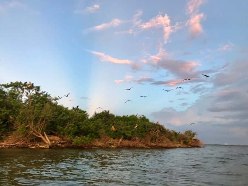 Titusville: Sunset and Bioluminescent Kayaking Tour - Key Points