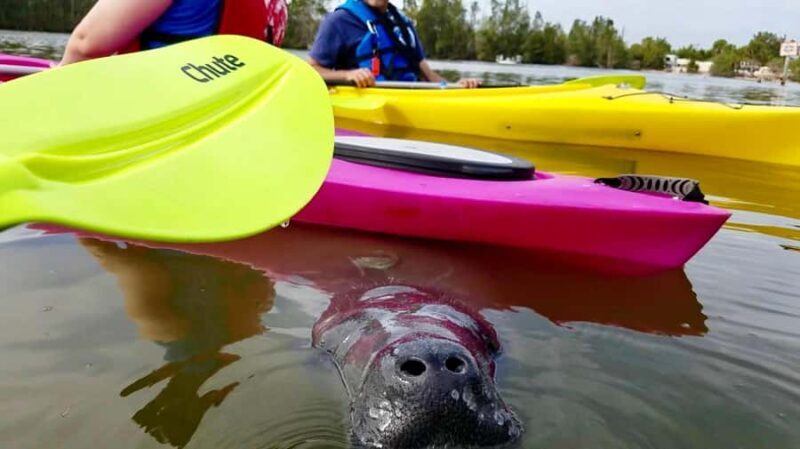 Titusville: Sunset and Bioluminescent Kayaking Tour - The Experience from a Traveler’s Perspective
