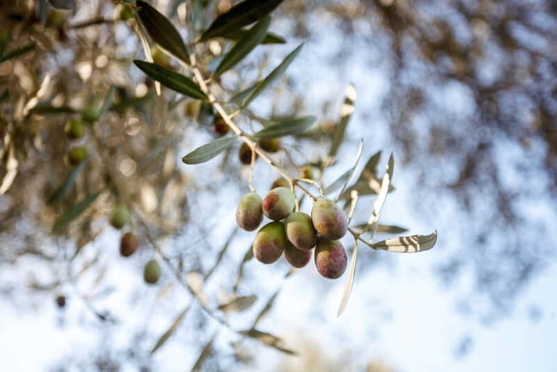 Tivoli: Entrance Ticket to Villa Adriana & App Audio Guide - FAQ