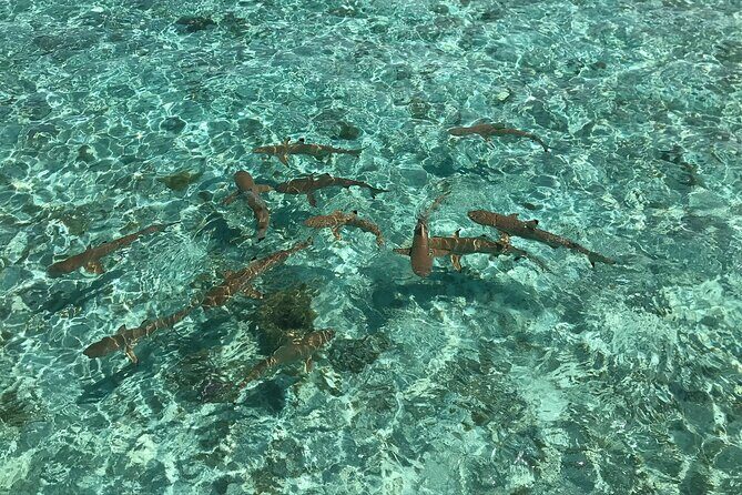 Toa Boat Bora Bora Private Lagoon tour with Lunch on Entertainer Bar Boat - Who Should Consider This Tour?