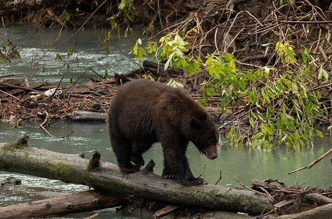 Toba Bears and Wilderness Grizzly Bear Viewing in Campbell River - Final Thoughts