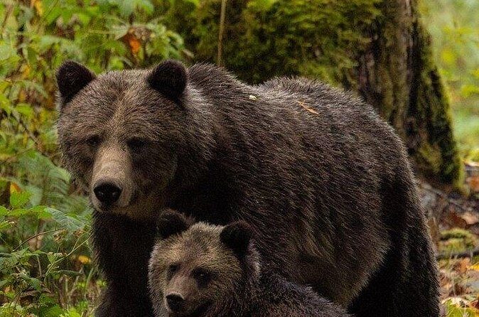 Toba Bears and Wilderness Grizzly Bear Viewing in Campbell River - FAQs About the Toba Bears and Wilderness Grizzly Bear Viewing Tour