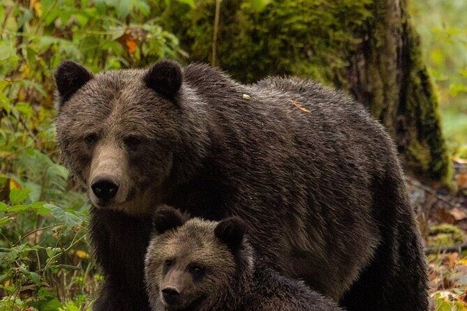 Toba Bears and Wilderness Grizzly Bear Viewing in Campbell River - Final Words