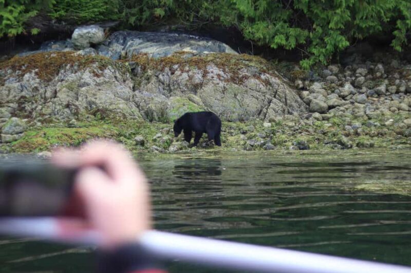 Tofino: Bear Watching Boat Tour with Nature Guide - Who Will Enjoy This Tour?