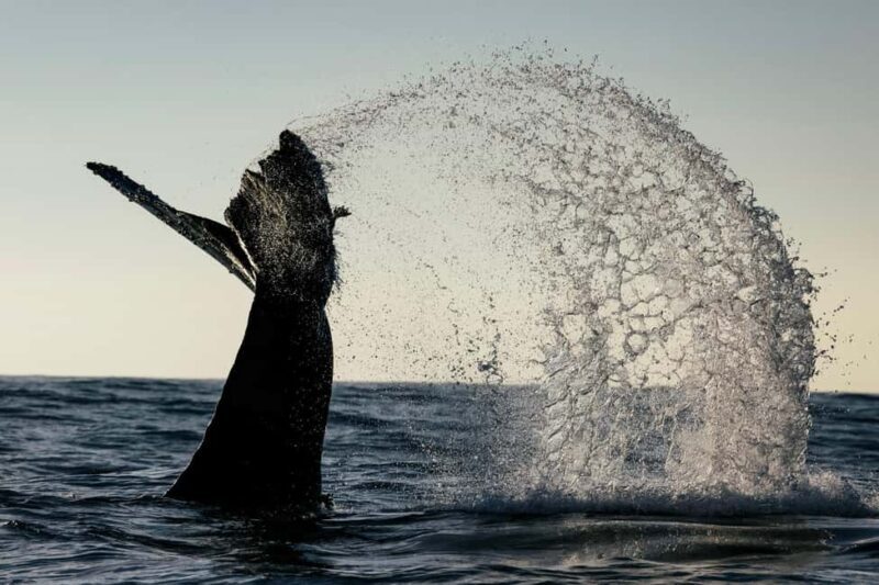 Tofino: Covered Boat Winter Wildlife Watching Tour - An In-Depth Look at the Experience