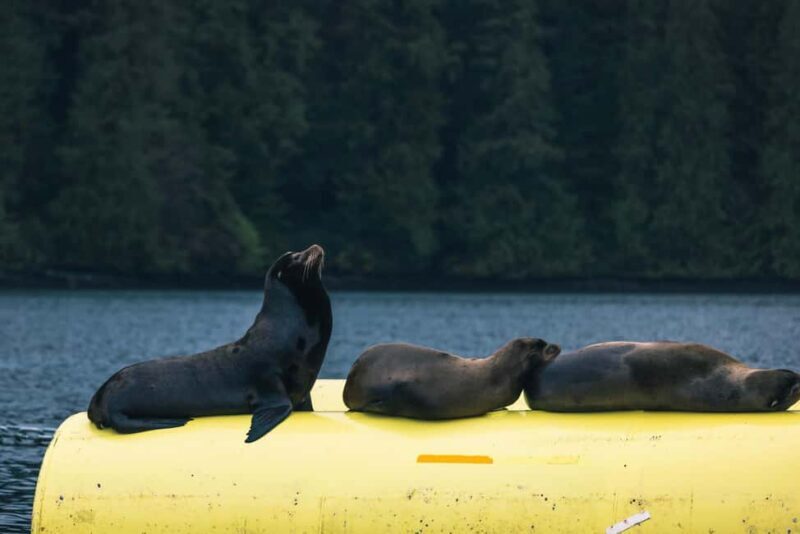 Tofino: Covered Boat Winter Wildlife Watching Tour - Final Thoughts
