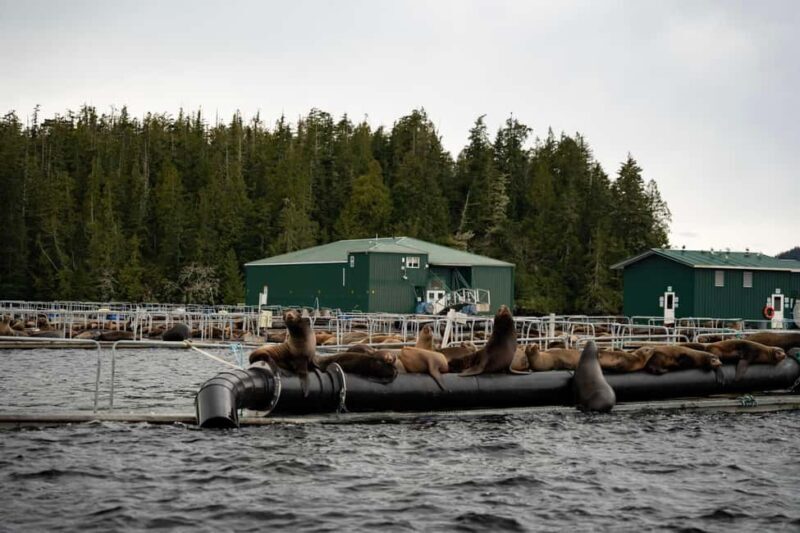 Tofino: Private Boat Tour with Big Tree Trail & Crabbing - Crabbing and the West Coast Feast