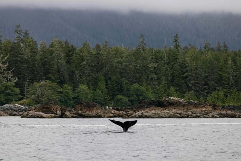 Tofino: Whale Watching Tour with Nature Guide - An Insightful Introduction to the Experience