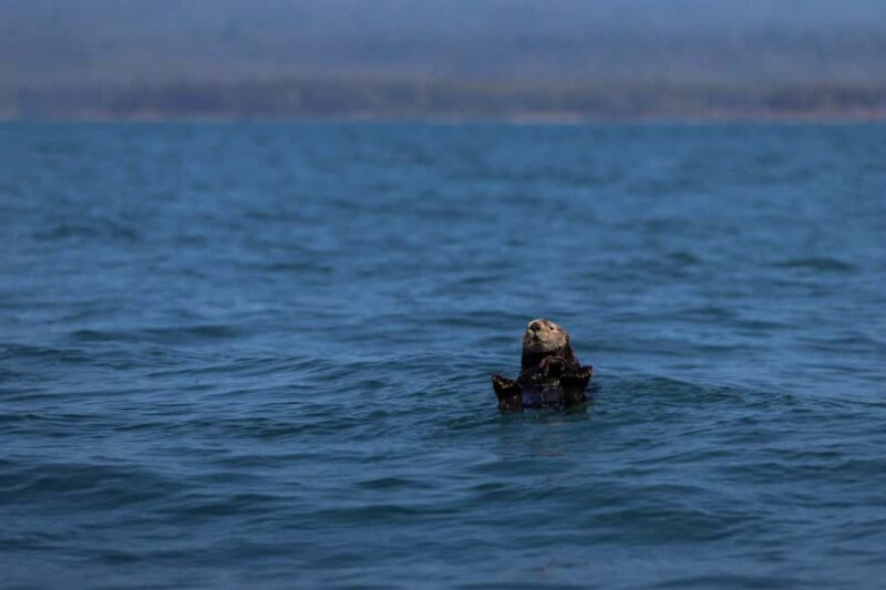 Tofino: Whale Watching Tour with Nature Guide - Analyzing Value and Price