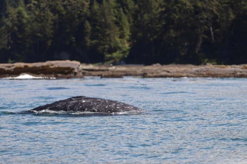 Tofino: Whale Watching Tour with Nature Guide - FAQ