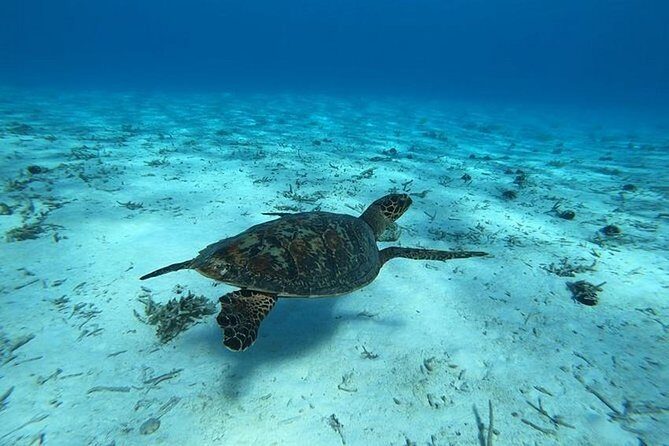 Tohora Bora Bora Snorkeling Lagoon Tours - What Sets This Tour Apart?