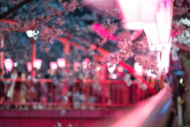 Tokyo Cherry Blossom Half Day Walking Tour with a Local Guide - A Closer Look at the Itinerary and What You Can Expect