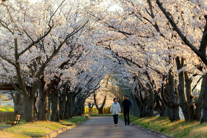 Tokyo Cherry Blossom Half Day Walking Tour with a Local Guide - Real-World Insights from Reviews