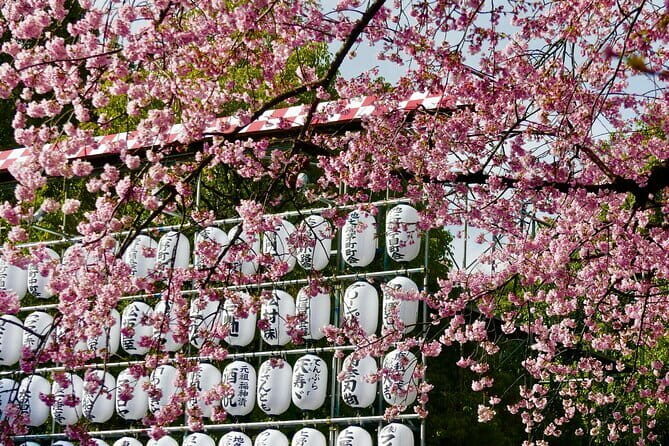 Tokyo Cherry Blossom Private Walking Tour - Key Points