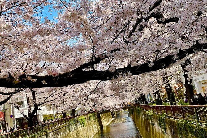 Tokyo Cherry Blossom Private Walking Tour - A Closer Look at the Itinerary