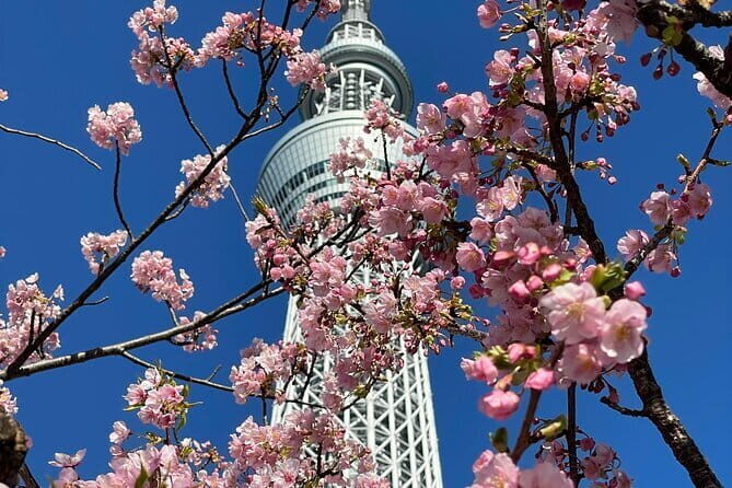 Tokyo Cherry Blossom Private Walking Tour - Who Would Love This Tour?