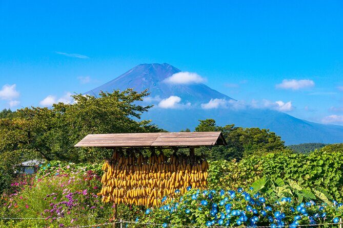 Tokyo Hakone : Mt.Fuji, Owakudani, Open Air Museum, Hakone Shrine - Who Should Consider This Tour?