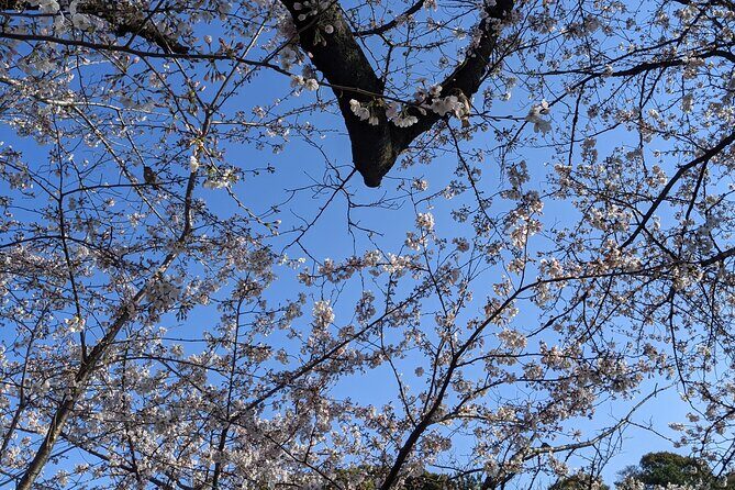 Tokyo Imperial Palace Higashi Gyoen Wellness Tour - Frequently Asked Questions