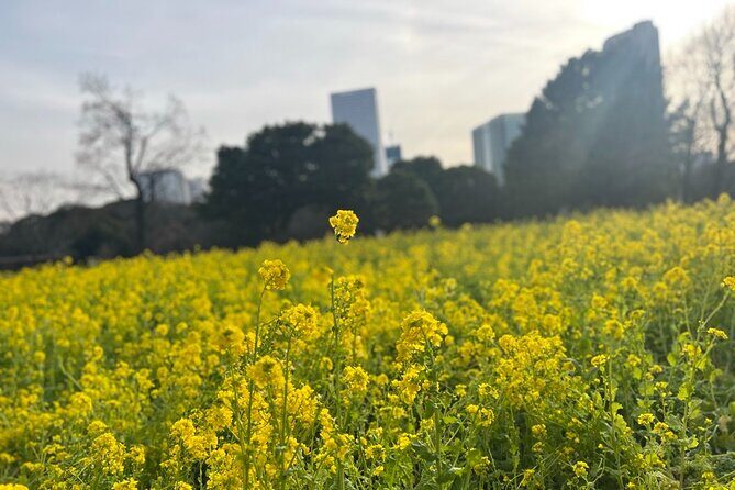 Tokyo: Japanese Garden and Surroundings Guided Walking Tour - Practical Details and Value