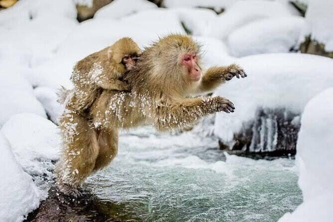 Tokyo Nagano Snow Monkey Park and Zenkoji Temple English driver - Key Points