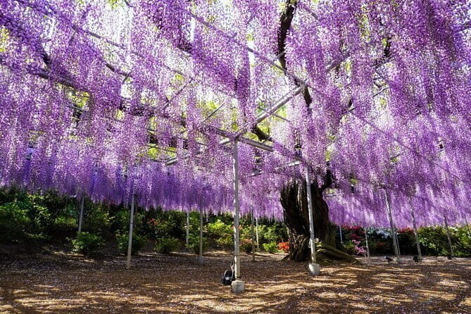 Tokyo Spring: Ashikaga Flower Park, Kawagoe & 100 Vending Machine - A Deep Dive into the Tour Experience