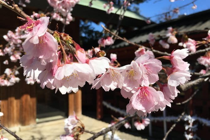 Tokyo Spring Daytime (Cherry Blossom) Food Tour - A Closer Look at the Tour Experience