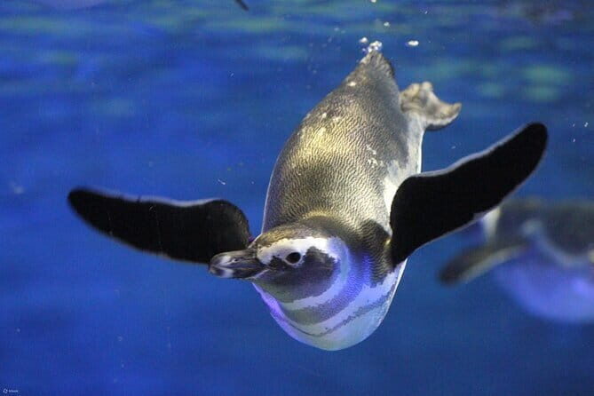 Tokyo Sumida Aquarium E-Ticket with Optional Tokyo Metro Pass - An In-Depth Look at the Tokyo Sumida Aquarium E-Ticket Tour